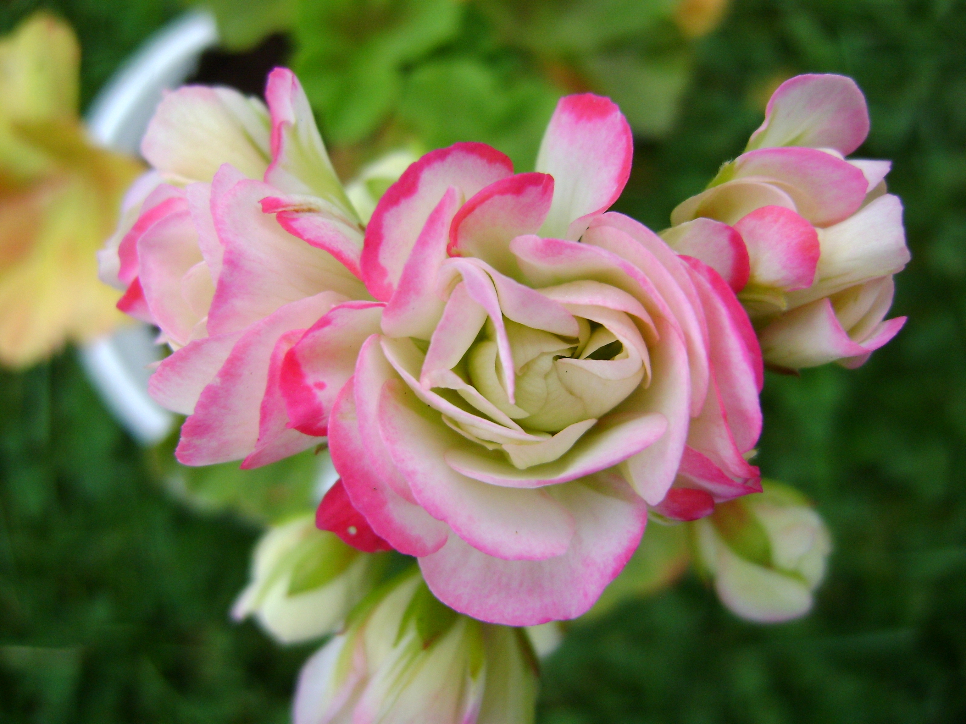 Appleblossom Rosebud